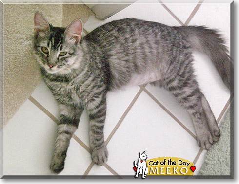Meeko, the Cat of the Day