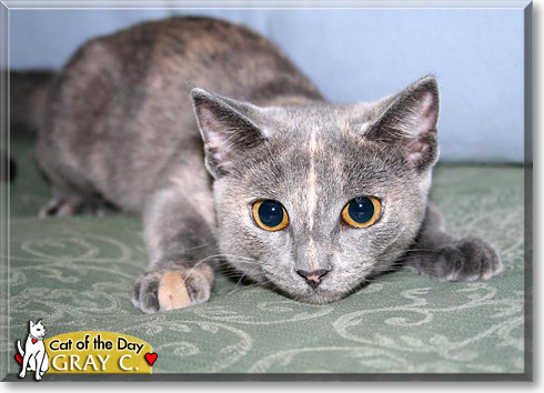 Gray C., the Cat of the Day Gray C., the Cat of the Day