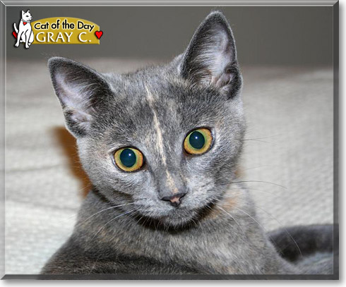 Gray C., the Cat of the Day Gray C., the Cat of the Day