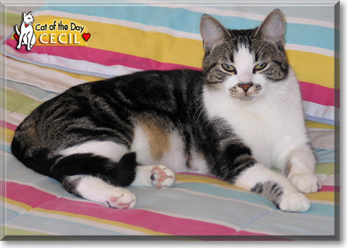 Cecil, the Cat of the Day