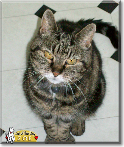 Zoe, the Cat of the Day