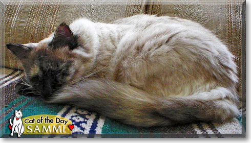 Sammi, the Cat of the Day Sammi, the Cat of the Day