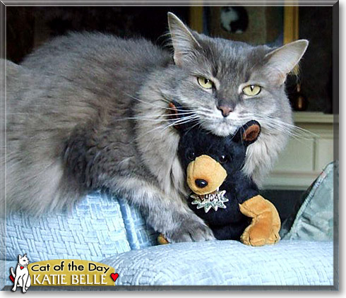 Katie Belle, the Cat of the Day