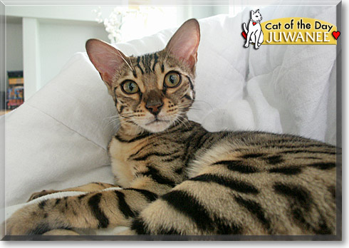 Juwanee, the Cat of the Day