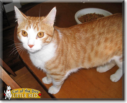 Little Red, the Cat of the Day