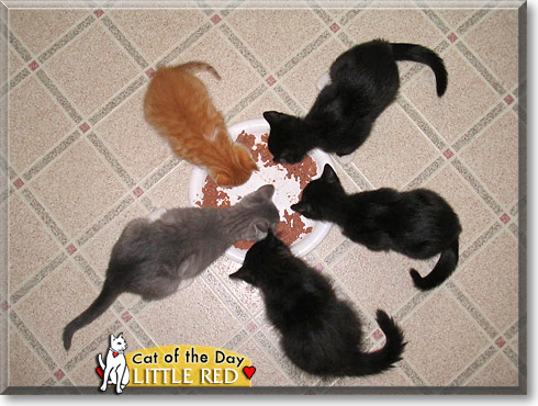 Little Red, the Cat of the Day