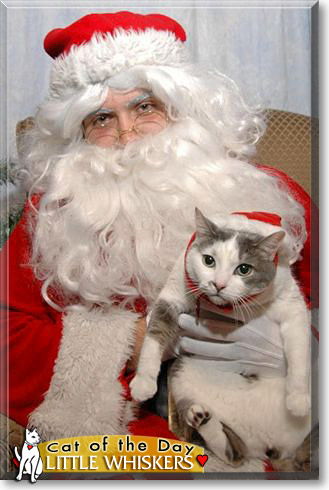 Little Whiskers, the Cat of the Day