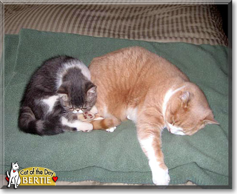 Bertie, the Cat of the Day Bertie, the Cat of the Day