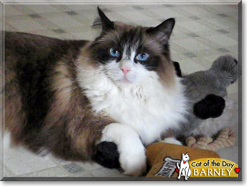 Barney, the Cat of the Day