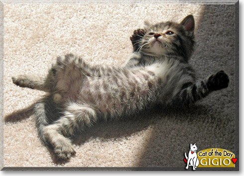 Gigio, the Cat of the Day Gigio, the Cat of the Day