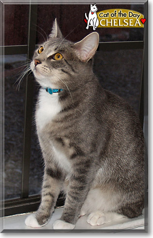 Chelsea, the Cat of the Day
