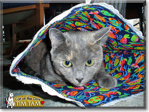 Tim Tam, the Cat of the Day