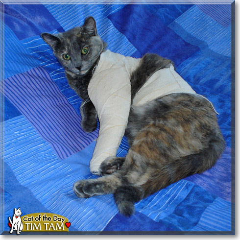 Tim Tam, the Cat of the Day