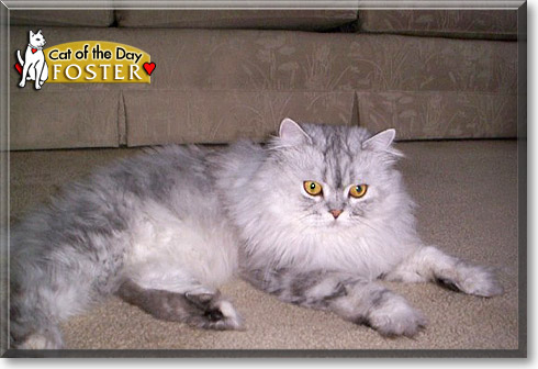 Foster, the Cat of the Day