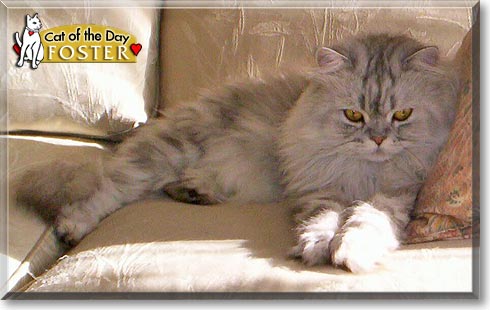 Foster, the Cat of the Day