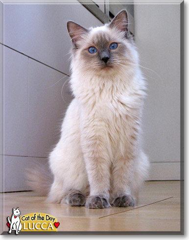 Lucca, the Cat of the Day