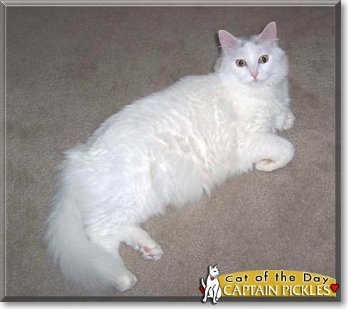 Captain Pickles, the Cat of the Day