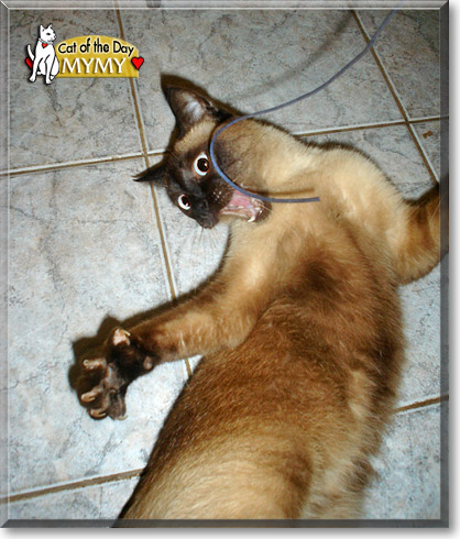 Mymy, the Cat of the Day
