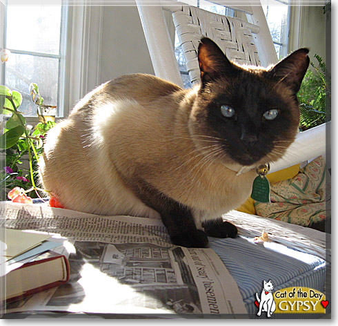 Gypsy, the Cat of the Day