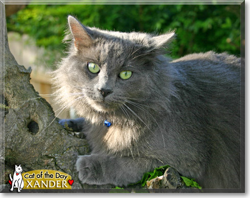 Xander, the Cat of the Day