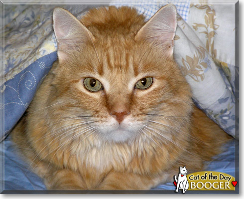 Booger, the Cat of the Day