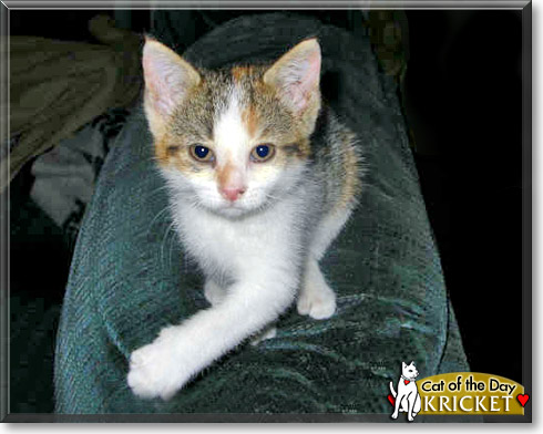 Kricket, the Cat of the Day