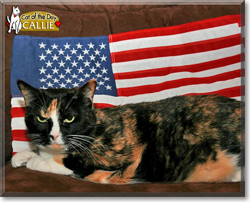 Callie, the Cat of the Day
