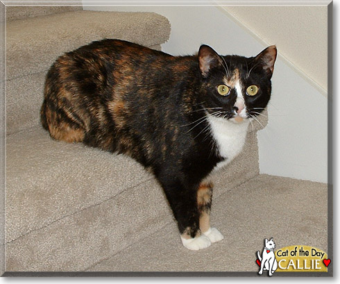 Callie, the Cat of the Day