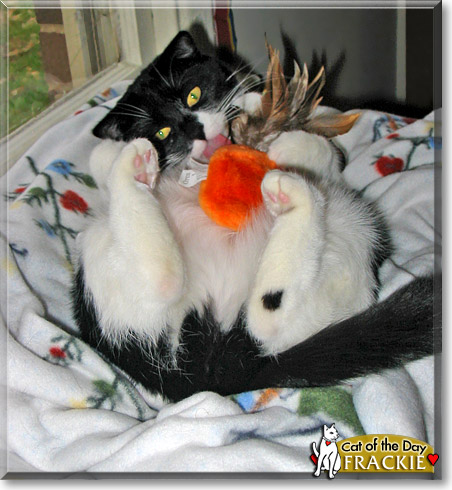 Frackie, the Cat of the Day Frackie, the Cat of the Day
