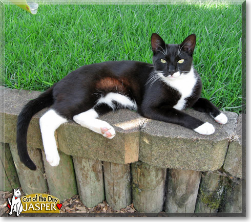 Jasper, the Cat of the Day