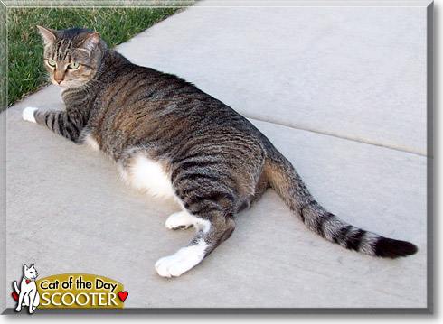 Scooter, the Cat of the Day