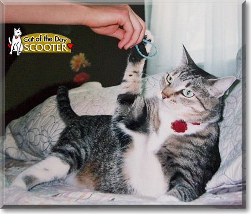 Scooter, the Cat of the Day
