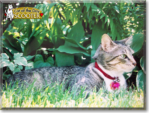 Scooter, the Cat of the Day