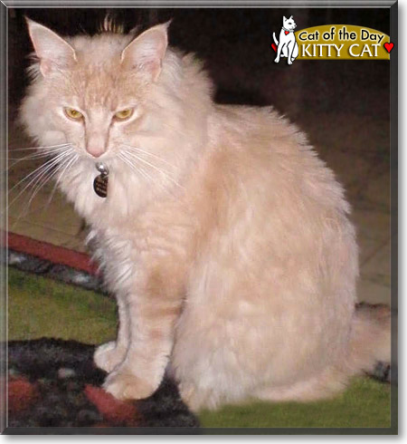 Kitty Cat, the Cat of the Day