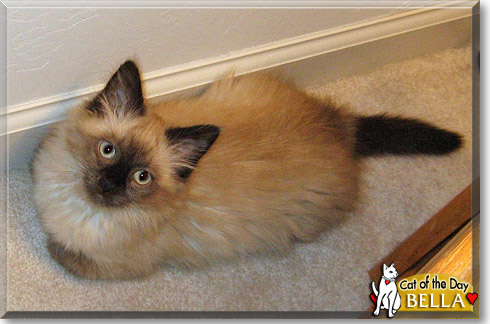 Bella, the Cat of the Day