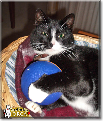 Orca, the Cat of the Day