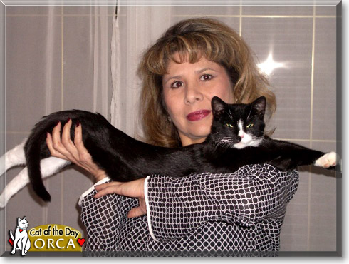 Orca, the Cat of the Day