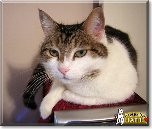 Hattie, the Cat of the Day