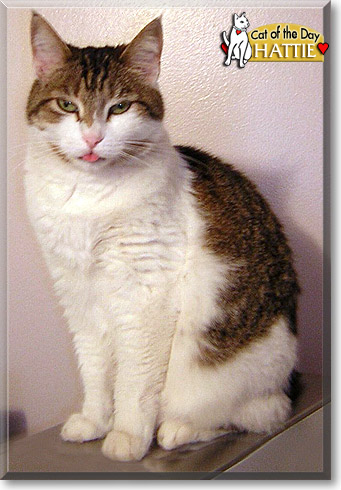 Hattie, the Cat of the Day