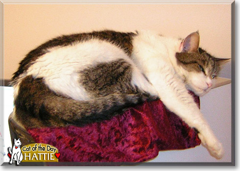 Hattie, the Cat of the Day