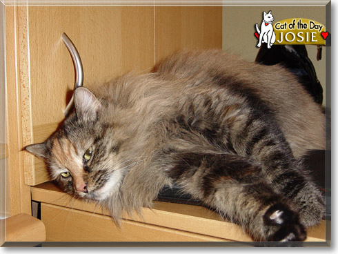 Josie, the Cat of the Day Josie, the Cat of the Day