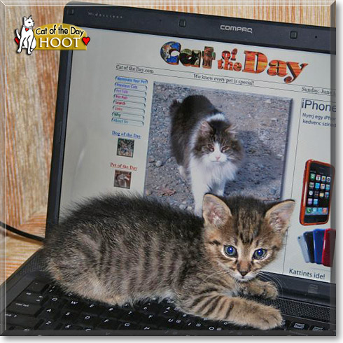 Hoot, the Cat of the Day