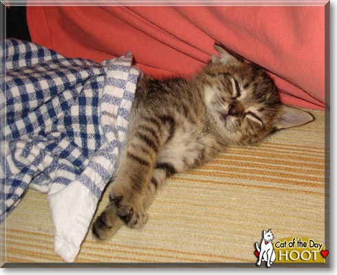 Hoot, the Cat of the Day