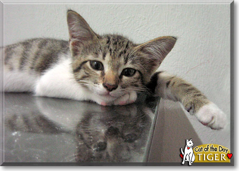 Tiger, the Cat of the Day