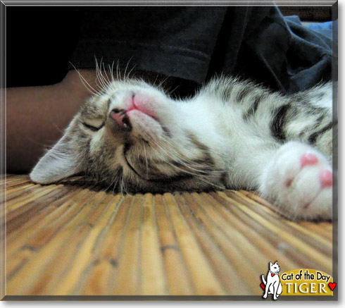 Tiger, the Cat of the Day