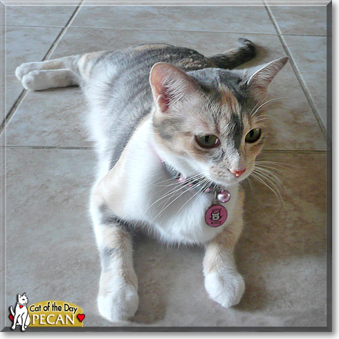Pecan, the Cat of the Day