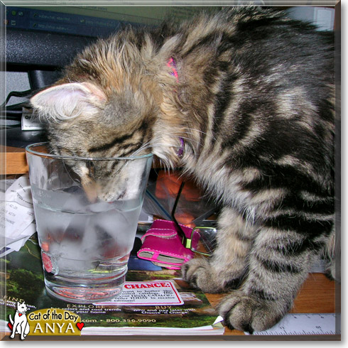 Anya, the Cat of the Day