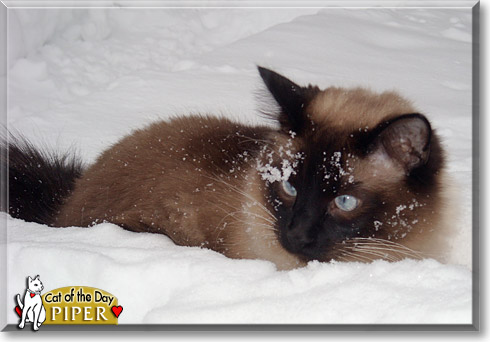 Piper, the Cat of the Day