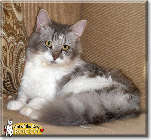 Rocco, the Cat of the Day