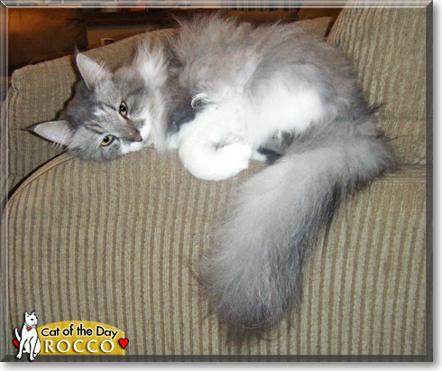Rocco, the Cat of the Day